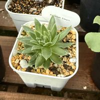 多肉植物,アエオニウム,アエオニウムシムシーの画像