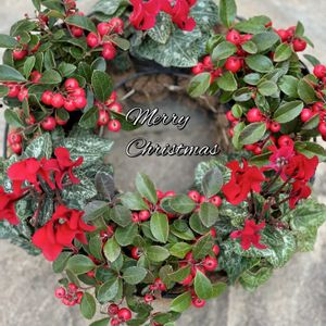 ガーデンシクラメン,ガーデンシクラメン,チェッカーベリー,チェッカーベリー,クリスマスリースの画像