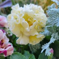 パンジー・ビオラ,パンジー,フリル咲きパンジー,植物のある暮らし,フリル咲きの画像