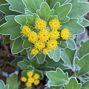 イソギク,イソギク,斑入りゼラニウムホワイトウェディング,斑入りゼラニウムホワイトウェディング,今日のお花の画像