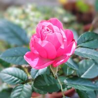 バラ,薔薇,鉢植え,ガーデニング,GSのみなさんに感謝♡の画像