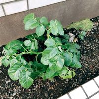 じゃがいもの葉,じゃがいもの葉にとまるてんとう虫の赤ちゃん♡,ジャガイモの花,男爵ジャガイモ,男爵ジャガイモの画像