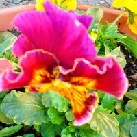 パンジー,自宅の庭,人との繋がりに感謝✨,今日も元気に頑張ろう‼️,花友さんに感謝♡の画像