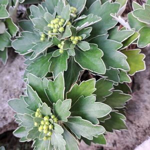 花のある暮らし,沖縄,素敵な出会いに感謝,今日のお花,素敵な日々の画像