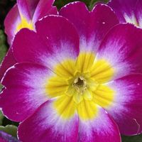 プリムラ　ジュリアン,プリムラ　ジュリアン,プリムラ　ジュリアン,iphone11の画像