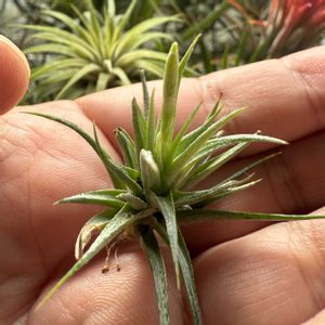 チランジア,エアプランツの画像