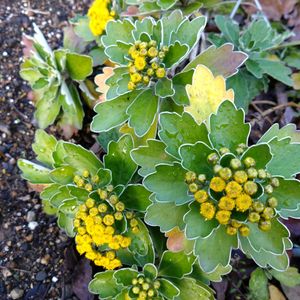 イソギク,イソギク,我が家の花壇,花のある暮らし,我が家のお花達❣️の画像