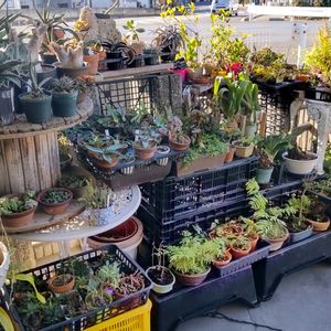 多肉植物,ウラボシ科,ビカクシダ属,食中植物,塊根の画像