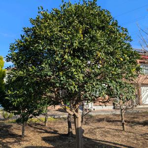 柚子,ユズ,収穫,剪定,畑の画像