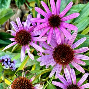 エキナセア,花言葉,おひさまの画像