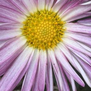 キク,花壇,ガーデニング,山野草,キク科の画像