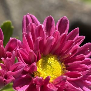 キク,花壇,ガーデニング,山野草,キク科の画像