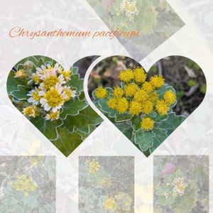 イソギク,ハナイソギク,ガーデニング,花のある暮らし,今日のお花の画像