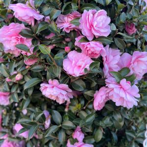 サザンカ,山茶花,ノボタン コートダジュール,庭木,ピンクの花の画像