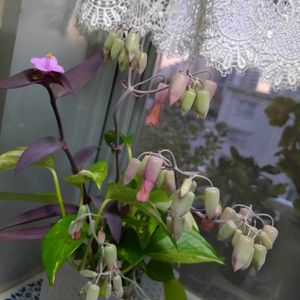 ベランダガーデン,癒し,キッチンの窓辺,微笑ましい〜♡,クリスマス月間の画像