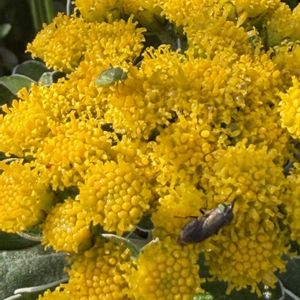 イソギク,花壇,ガーデニング,山野草,キク科の画像