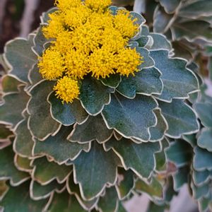 小さな庭の画像