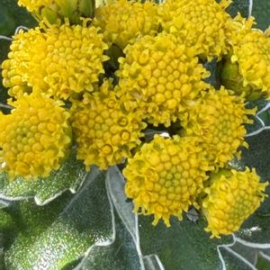 イソギク,花壇,ガーデニング,山野草,キク科の画像