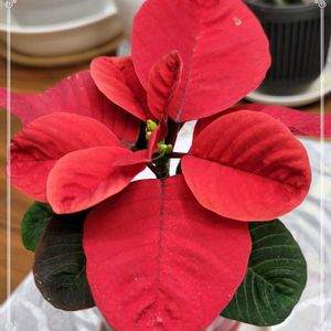 ポインセチア,チドリソウ,姫ヒイラギ,ポインセチア　クリスマスマウス,こぼれ種の画像