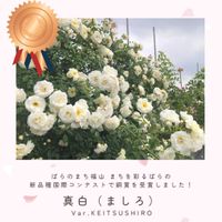 バラ　真白(ましろ),つるバラ,ばら バラ 薔薇,福山市,耐暑性ありの画像