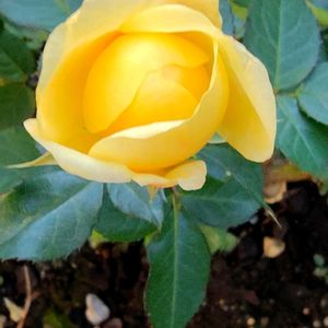 ビオラ,ベビーアイスバーグ,スマイルハニーローズ/くまのプーさん,スマイルハニーローズ/くまのプーさん,ｽｰﾊﾟｰｱﾘｯｻﾑﾌﾛｽﾃｨﾅｲﾄの画像