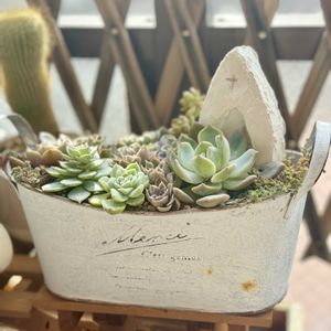 寄せ植え,多肉植物,多肉の寄せ植え,すーちゃんの寄せ植えの画像
