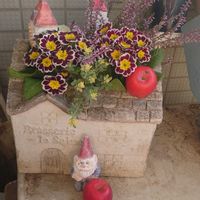 プリムラ　ジュリアン,ロータス ブリムストーン,カル—ナ,ベランダの画像