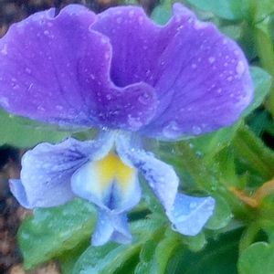 小さな庭の画像