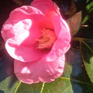 小さな庭の画像