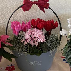 ガーデンシクラメン,寄せ植え.,八重咲きミニシクラメン　ツヴァイ,シクラメン イリュージア,ポインセチア ジャドールの画像