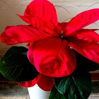 ポインセチア,クリスマス,リビング,プレゼント,真っ赤❤の画像