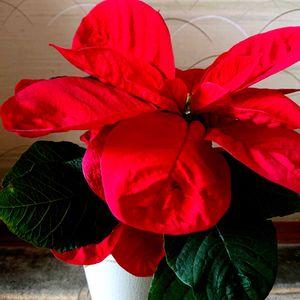 ポインセチア,クリスマス,リビング,プレゼント,真っ赤❤の画像