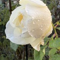 バラ ホワイトクリスマス,可愛い,白い花,癒し,ありがとう❤️の画像