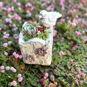 多肉寄せ植え,癒し,大人可愛い,多肉植物のある暮らし,多肉女子の画像