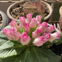 プリムラ,プリムラ　ジュリアン,鉢植え,バラ咲きジュリアンブライダルベル,ベランダの画像