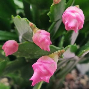 鉢植え,楽しみです,植物のあるくらし,部屋の画像