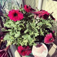 冬越し,簡易ビニールハウスの中,ベランダの画像