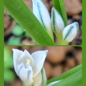 チェリーセージ,ポリキセナ,ポリキセナ・オドラータ,花のある暮らし,小さな幸せの画像