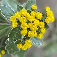 生け垣,植木鉢,吊り鉢,花いろいろ,バラと夢CLUBの画像