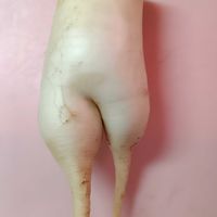 大根,無農薬栽培,家庭菜園の画像