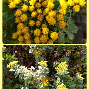 花のある暮らし,ミッチの会,磯菊（今日のお花）,小さな庭の画像