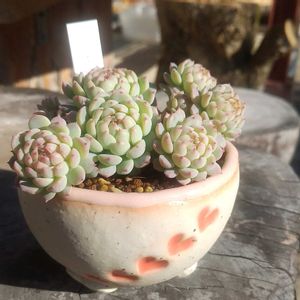 ピンクローサ,軒下の画像