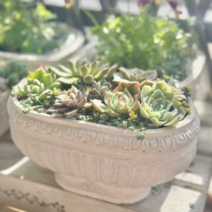 寄せ植え,多肉植物,多肉の寄せ植え,すーちゃんの寄せ植えの画像