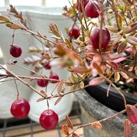クランベリー,植物のある暮らし,ほしつながり,へのベランダ,たいせつななかま♡の画像