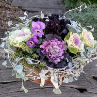 タイム,タイム,ビオラ,ビオラ,ディコンドラの画像