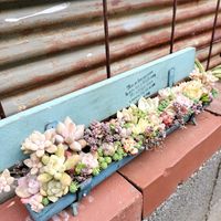DIY,多肉の寄せ植え,多肉棚,韓国苗,GSに感謝。の画像