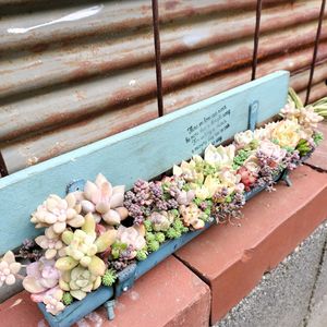 DIY,多肉の寄せ植え,多肉棚,韓国苗,GSに感謝。の画像