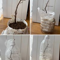 スイカズラ,スイカズラ,ボケ,ボケ,木瓜(ボケ)の画像