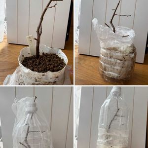 スイカズラ,スイカズラ,ボケ,ボケ,木瓜(ボケ)の画像