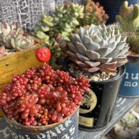 レッドベリー,ティッピー,ビアンテ,エケベリア　ブーケ,多肉植物の画像